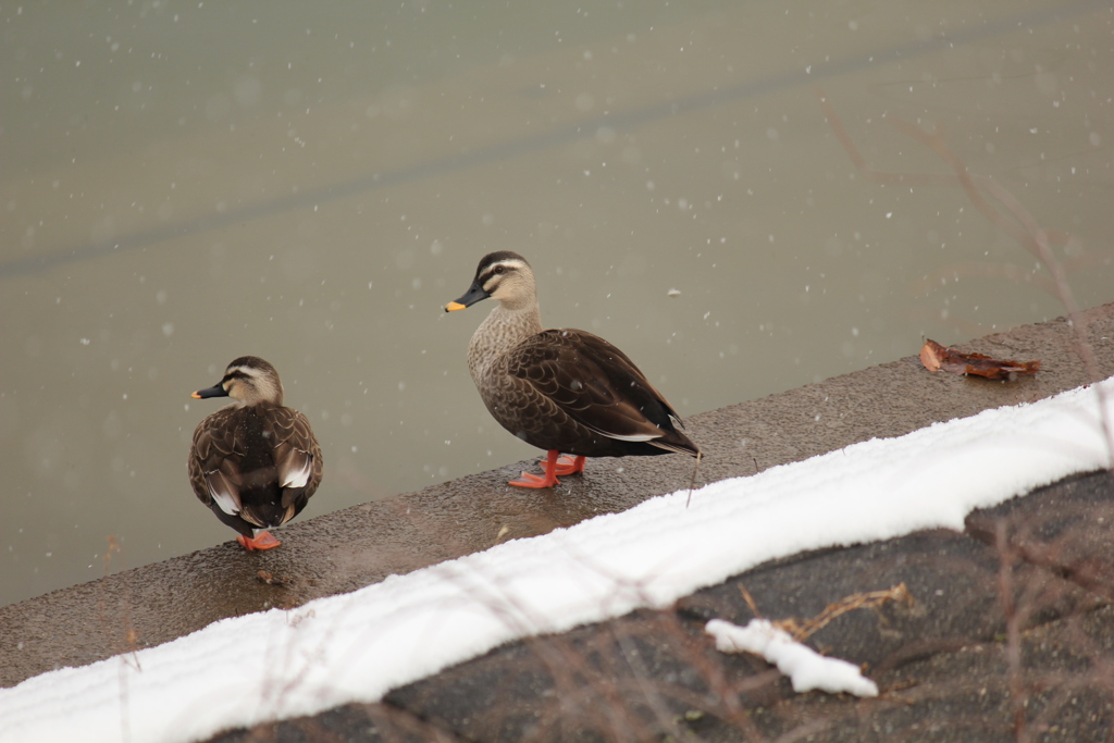 冬でも池に居るカモ