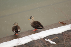 冬でも池に居るカモ