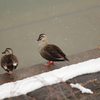 冬でも池に居るカモ
