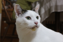 びちゃびちゃ