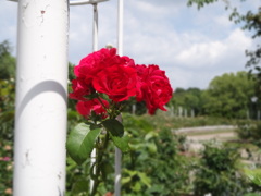 薔薇