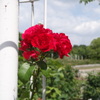 薔薇