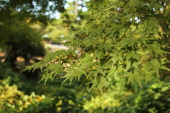 紅葉2