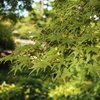 紅葉2