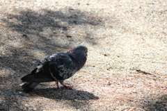 鳩