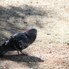 鳩
