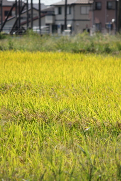 田んぼ