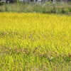 田んぼ