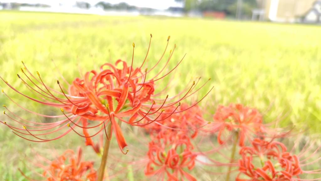 彼岸花