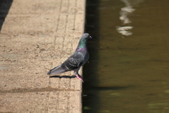 ギリギリの鳩