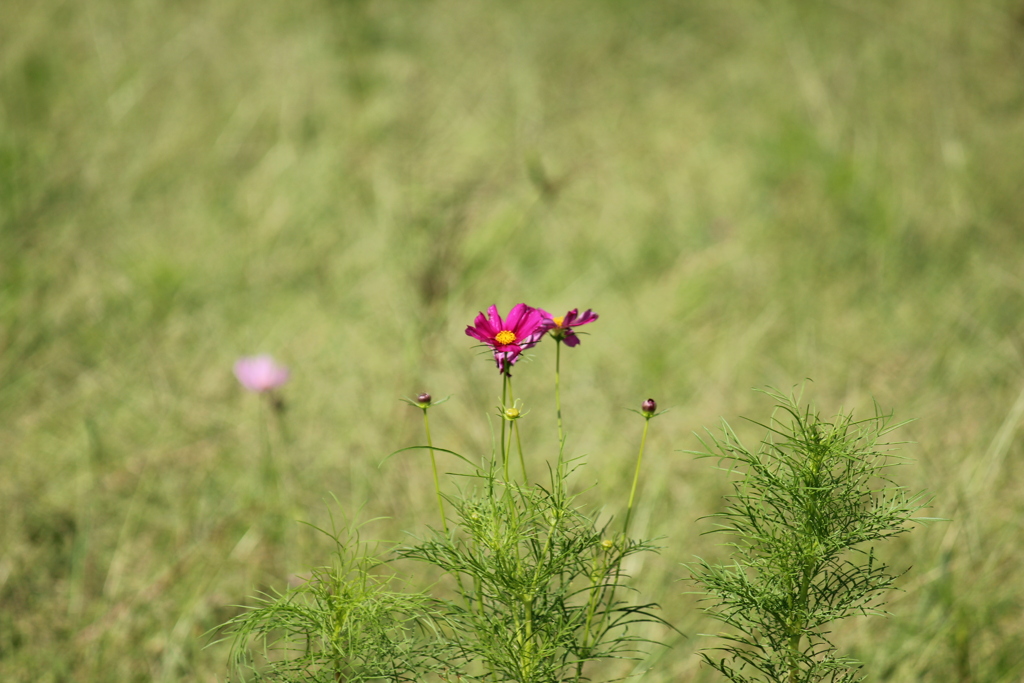 コスモス