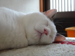 猫の口って、可愛いよね！