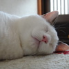 猫の口って、可愛いよね！