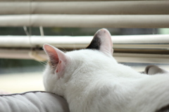 哀愁漂う後ろ姿