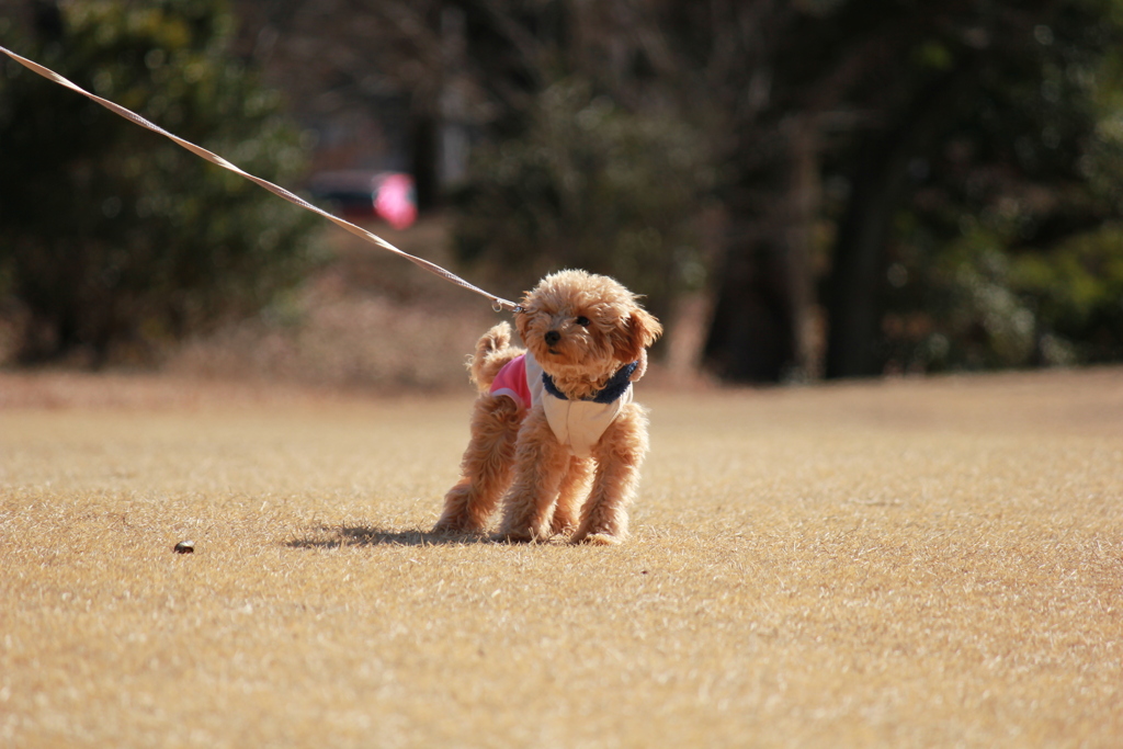 おさんぽの練習