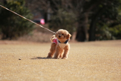 おさんぽの練習
