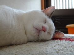 もふもふ