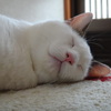 もふもふ