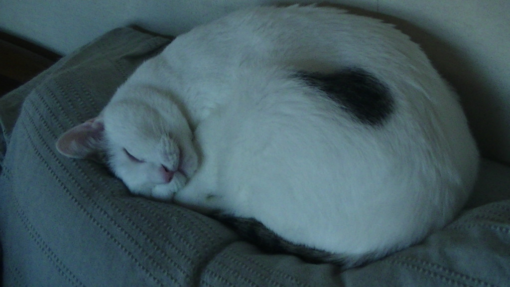 初めて持ったデジタルカメラで撮った写真