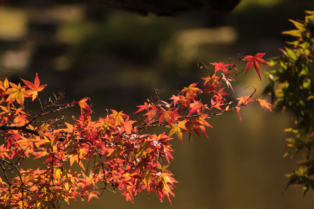 紅葉
