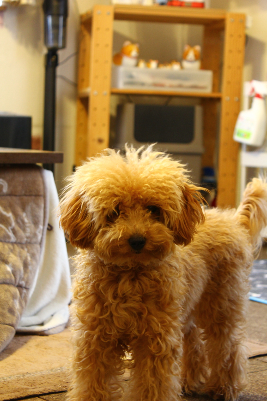 腹が、減った、