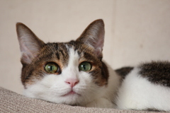 何やっても可愛い