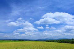夏空と田んぼ