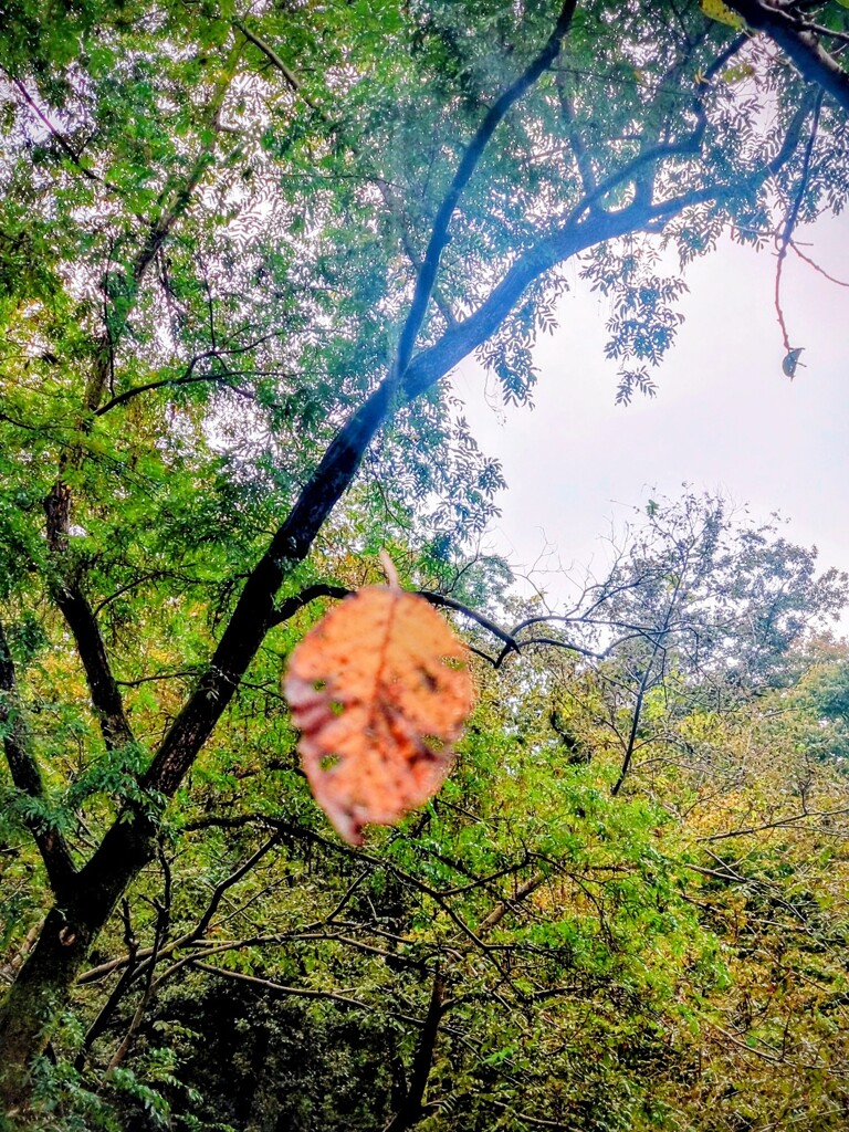 空から落ち葉