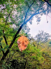 空から落ち葉