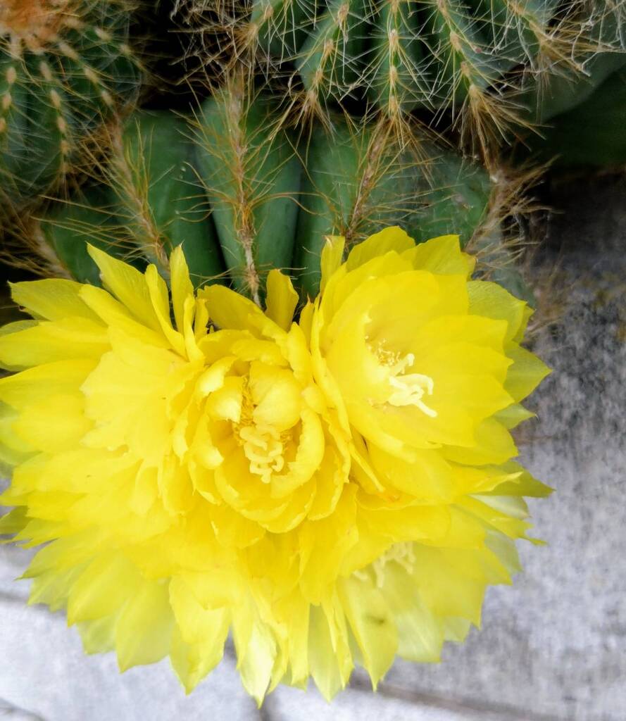 サボテンの花