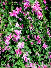 萩の花