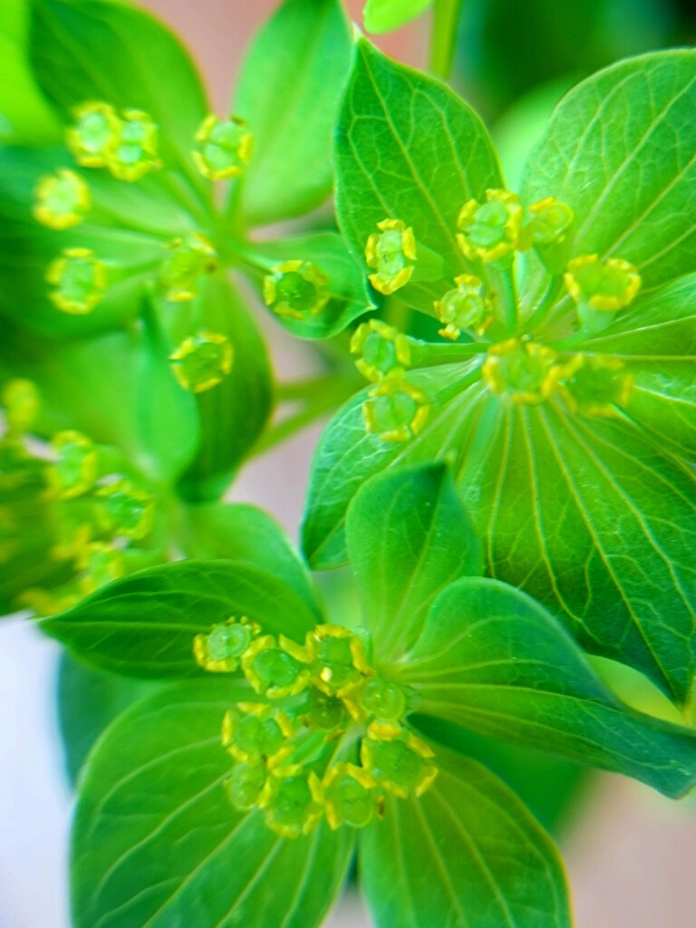 ブプレウルム、グリフィティ