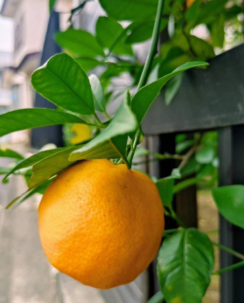 夏にみかん