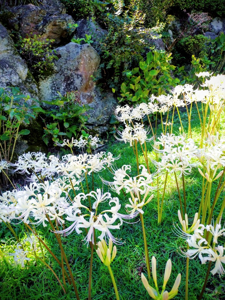 天界に咲く花