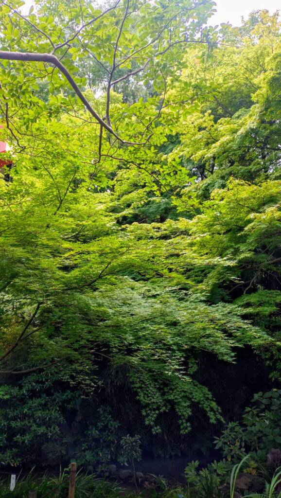 そうだ、京都いこう