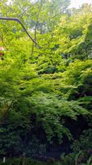 そうだ、京都いこう