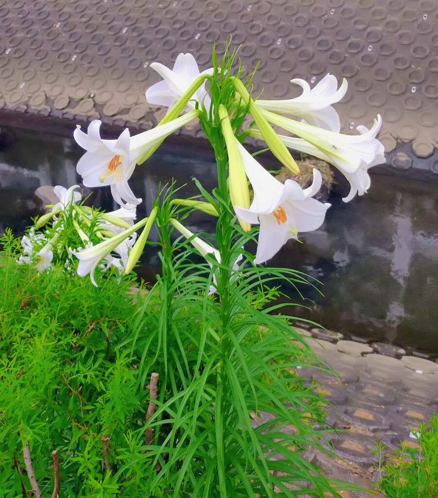 気が多いのね、高砂百合さん