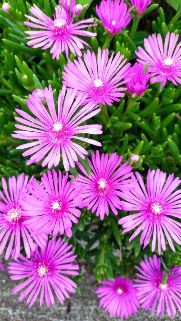 花火