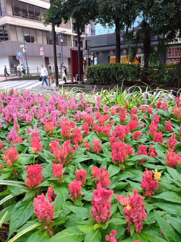 赤いケイトウ