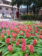 赤いケイトウ