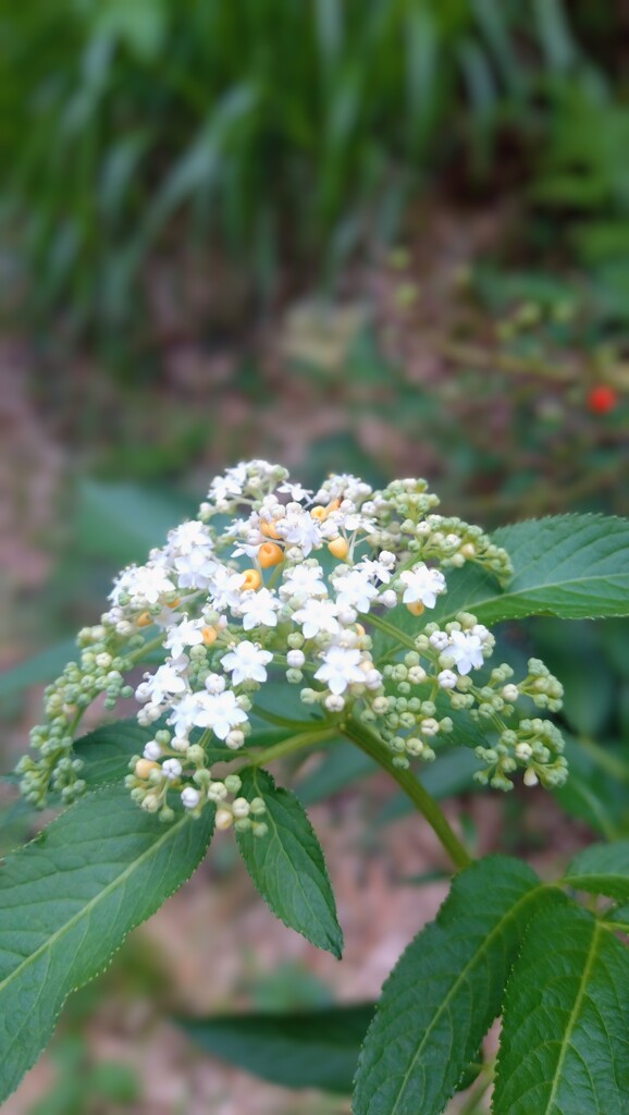 ソクズの白い花