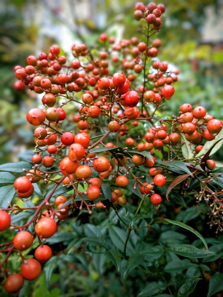 私の愛は増すばかり