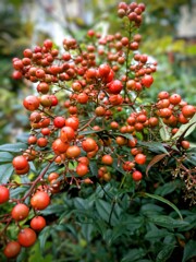 私の愛は増すばかり