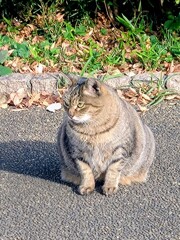 初めてのズーム