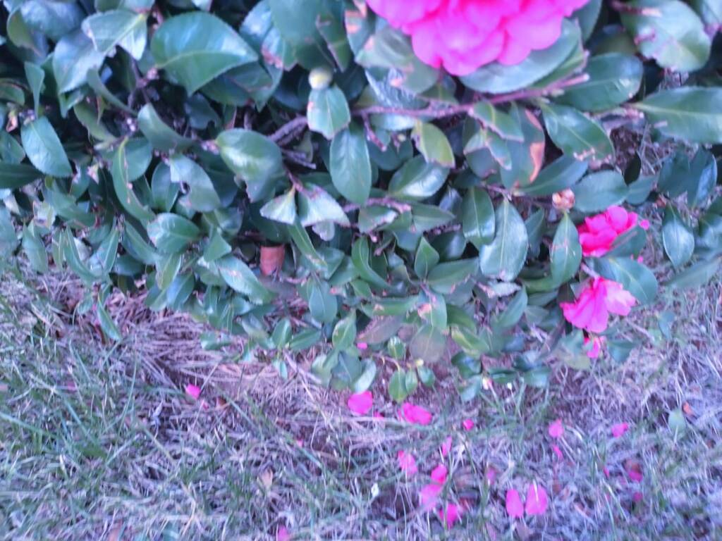 散るもまた良し