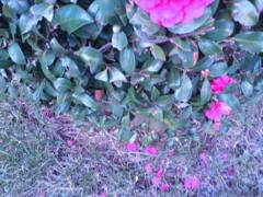 散るもまた良し