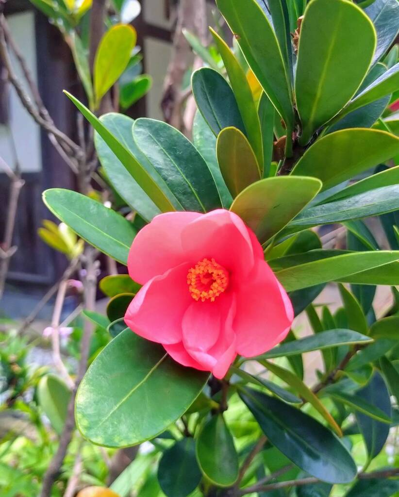 夏に咲く