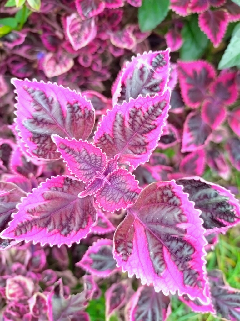 ときめきリンダ