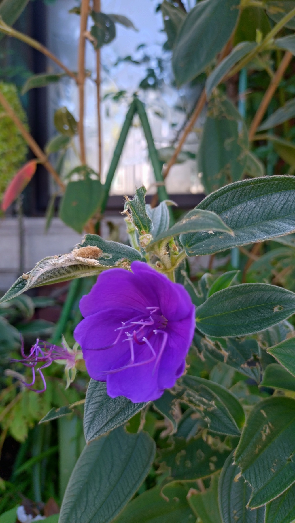 紫花
