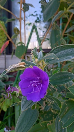 紫花